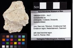 Foto (Objket + Etiketten) von Goniodromites sp. 